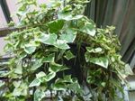 House Plants Cape Ivy, Natal Ivy, Wax Vine liana (Senecio macroglossus) Photo; motley