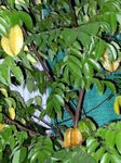 House Plants Carambola, Starfrui tree (Averrhoa carambola) Photo; green