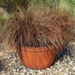 House Plants Carex, Sedge   Photo; brown
