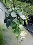 House Plants Chestnut Vine liana (Tetrastigma) Photo; green