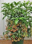 House Plants Coral Berry, Hen's Eyes tree (Ardisia) Photo; green