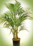 Curly Palm, Kentia Palm, Paradise Palm
