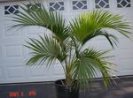 House Plants Curly Palm, Kentia Palm, Paradise Palm tree (Howea) Photo; green