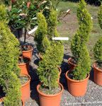 House Plants Cypress tree (Cupressus) Photo; light green