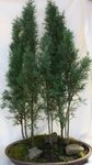 House Plants Cypress tree (Cupressus) Photo; green