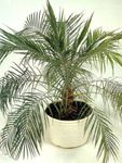 Date Palm