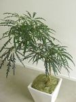 House Plants False Aralia tree (Dizygotheca elegantissima) Photo; dark green