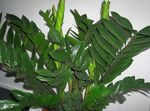 House Plants Fat Boy  (Zamiaculcas zamiifolia) Photo; dark green