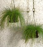 House Plants Fiber-optic grass  (Isolepis cernua, Scirpus cernuus) Photo; green
