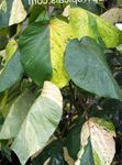 House Plants Fire Dragon Acalypha, Hoja de Cobre, Copper Leaf shrub (Acalypha wilkesiana) Photo; motley