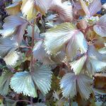 House Plants Fire Dragon Acalypha, Hoja de Cobre, Copper Leaf shrub (Acalypha wilkesiana) Photo; claret