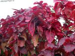 House Plants Fire Dragon Acalypha, Hoja de Cobre, Copper Leaf shrub (Acalypha wilkesiana) Photo; red