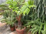 House Plants Florida Arrowroot tree (Zamia) Photo; green
