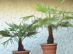 House Plants Fortunei Palm tree (Trachycarpus) Photo; green