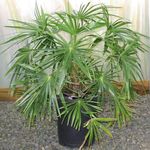 House Plants Fountain Palm tree (Livistona) Photo; green