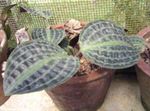 Geogenanthus, Seersucker Plant   Photo; motley
