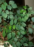 House Plants Grape Ivy, Oak Leaf Ivy  (Cissus) Photo; dark green