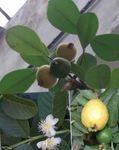 House Plants Guava, Tropical Guava tree (Psidium guajava) Photo; green