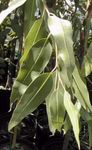 House Plants Gum Tree  (Eucalyptus) Photo; green