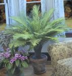 House Plants Hard Fern  (Blechnum gibbum) Photo; green