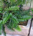 House Plants Holly fern  (Cyrtomium) Photo; dark green