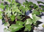 House Plants Ivy liana (Hedera) Photo; green