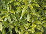 House Plants Japanese Laurel, Pittosporum tobira shrub  Photo; light green