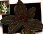 House Plants Jewel Orchid  (Ludisia) Photo; brown