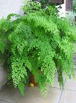 House Plants Maidenhair Fern  (Adiantum) Photo; light green