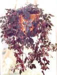 House Plants Mikania ternata   Photo; claret