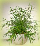 House Plants Miniature Bamboo  (Pogonatherum) Photo; green