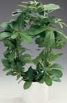 House Plants Monkey Rope, Wild Grape  (Rhoicissus) Photo; green