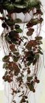 House Plants Pedlar's Basket, Rowing Sailor, Strawberry Geranium  (Saxifraga stolonifera) Photo; motley