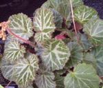 House Plants Pedlar's Basket, Rowing Sailor, Strawberry Geranium  (Saxifraga stolonifera) Photo; motley