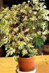 House Plants Pepper Vine, Porcelain Berry liana (Ampelopsis brevipedunculata) Photo; motley