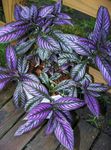 House Plants Persian Shield  (Strobilanthes dyerianus) Photo; purple