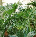 House Plants Philodendron   Photo; green