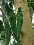 Philodendron liana Photo and characteristics