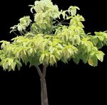House Plants Pisonia tree  Photo; light green