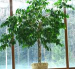 House Plants Pisonia tree  Photo; green