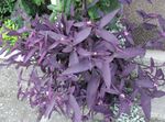 House Plants Purple Heart Wandering Jew  (Setcreasea) Photo; purple