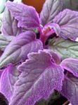 Purple Velvet Plant, Royal Velvet Plant  (Gynura aurantiaca) Photo; purple