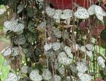 House Plants Rosary Vine, String of Hearts  (Ceropegia woodii) Photo; motley