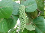 House Plants Sea Grape tree (Coccoloba) Photo; green