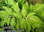House Plants Selaginella   Photo; light green