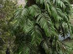 Shingle Plant liana (Rhaphidophora) Photo; green