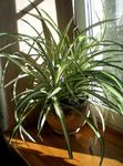 Spider Plant  (Chlorophytum) Photo; motley