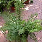 House Plants Spleenwort  (Asplenium) Photo; green