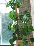 House Plants Split Leaf Philodendron liana (Monstera) Photo; dark green