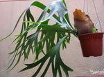 Sobne rastline Staghorn Praprot Elkhorns  (Platycerium) fotografija; zelena